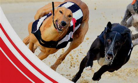 ladbrokes dog racing results|Sports Betting Online .